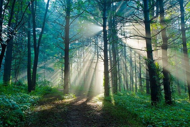 Excerpts from Henry David Thoreau's "Walking"